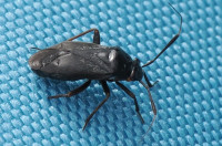 Capsus-ater